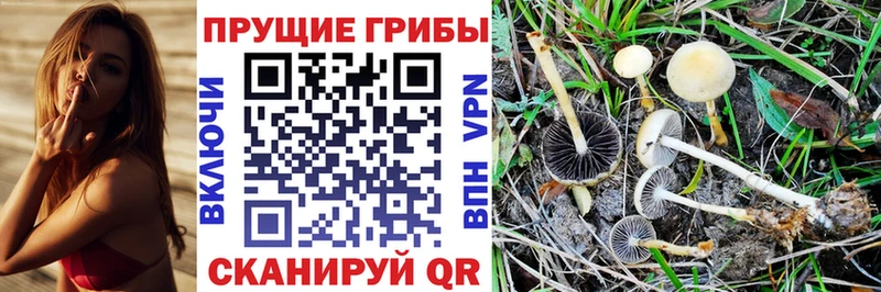 Галлюциногенные грибы Psilocybine cubensis  Купить закладки  Бодайбо 